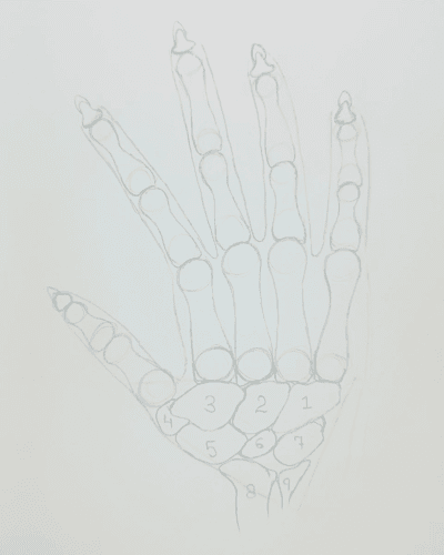 Drawing a skeleton hand