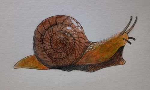 Drawing of a snail