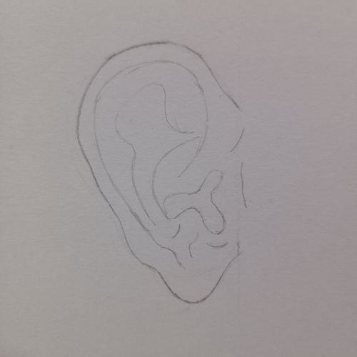 Drawing of ear