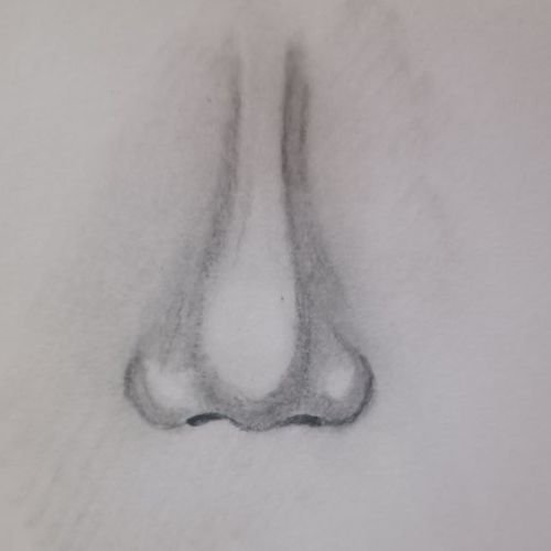 Drawing of the nose