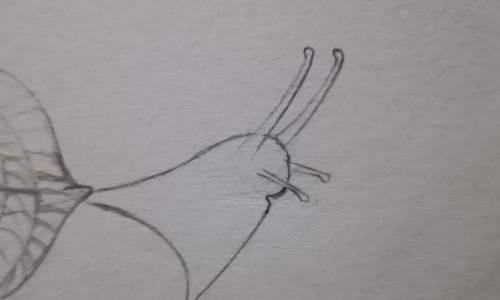 Drawing of a snail- Step 5