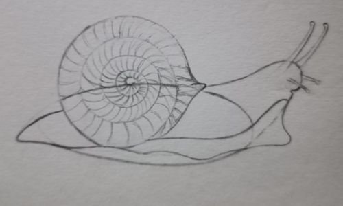 Drawing of a snail