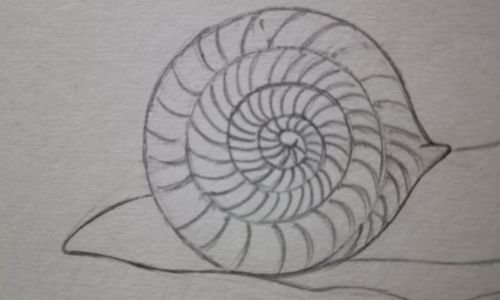 Drawing of snail