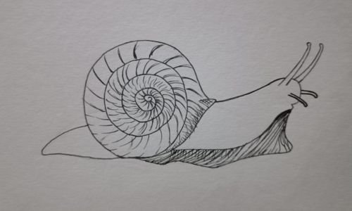 Step 9- Snail Drawing