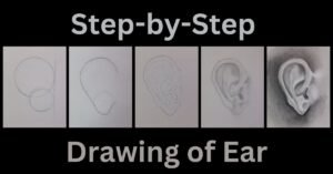 Step by step drawing of an ear